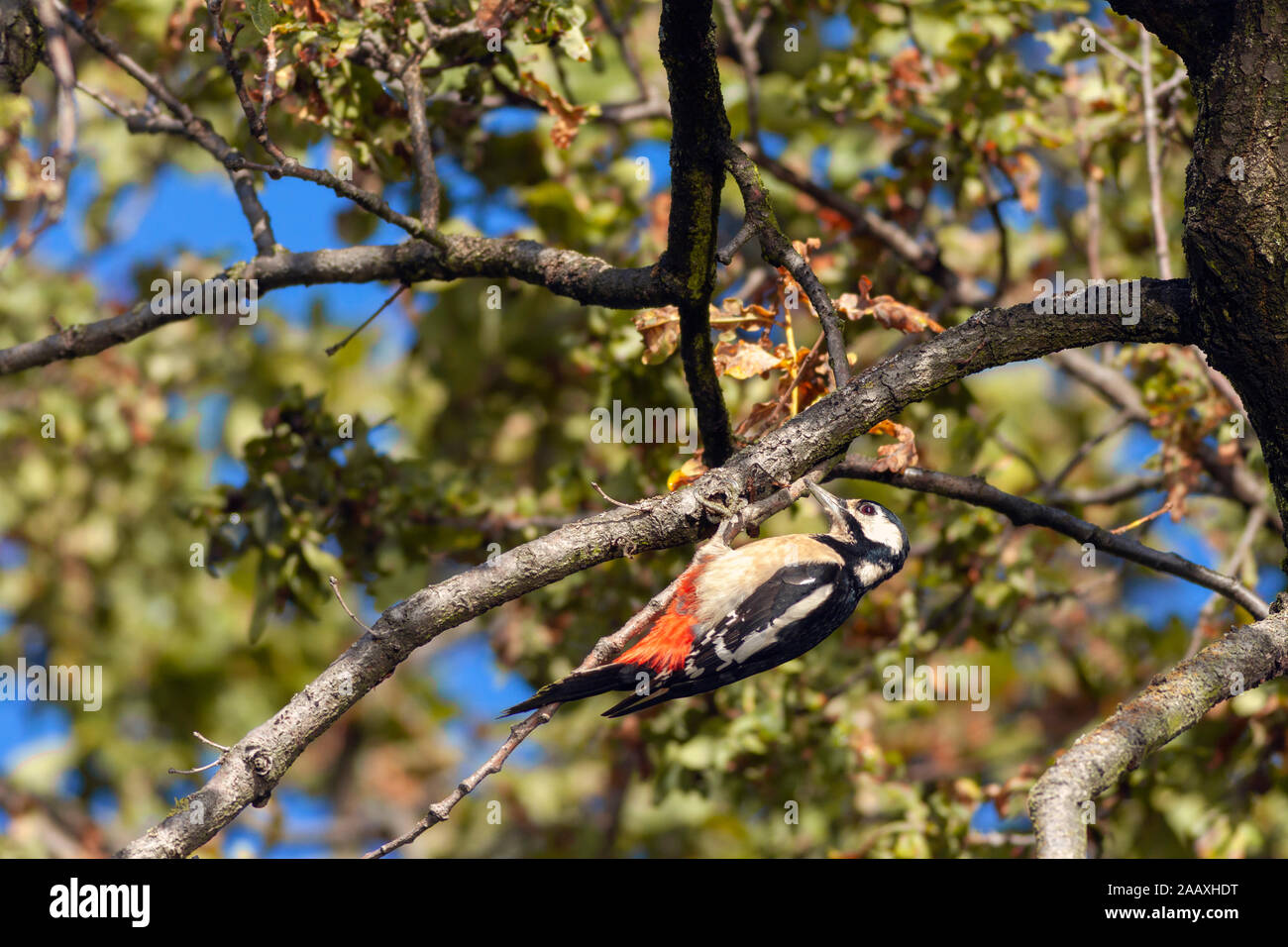 Buntspecht (Dendrocopos major) kopfüber auf einem Zweig. Stockfoto
