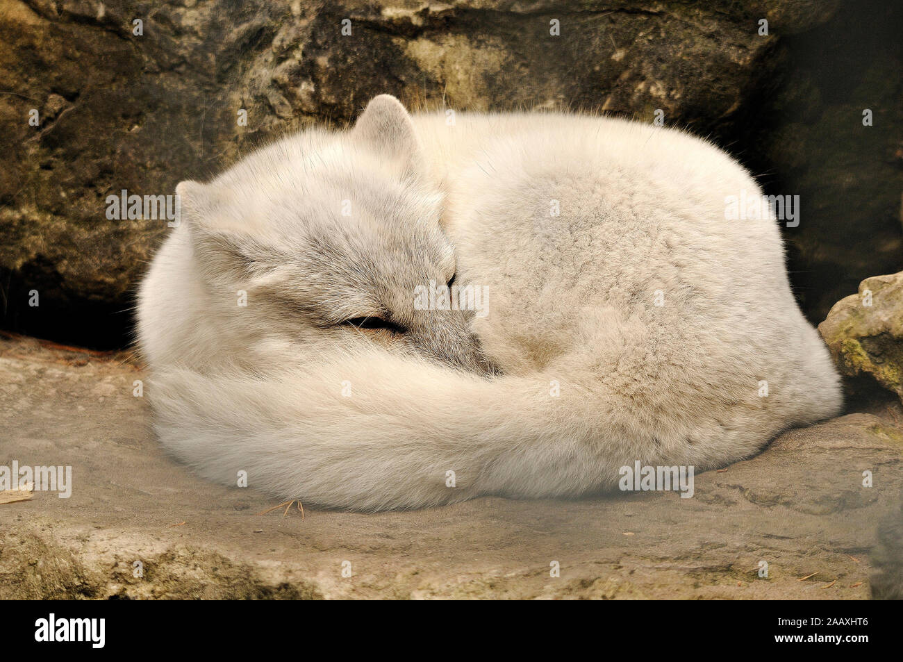 White Fox, dass sein Körper, Kopf, Ohren, buschigen Schwanz, weiß grauen Pelz. Stockfoto