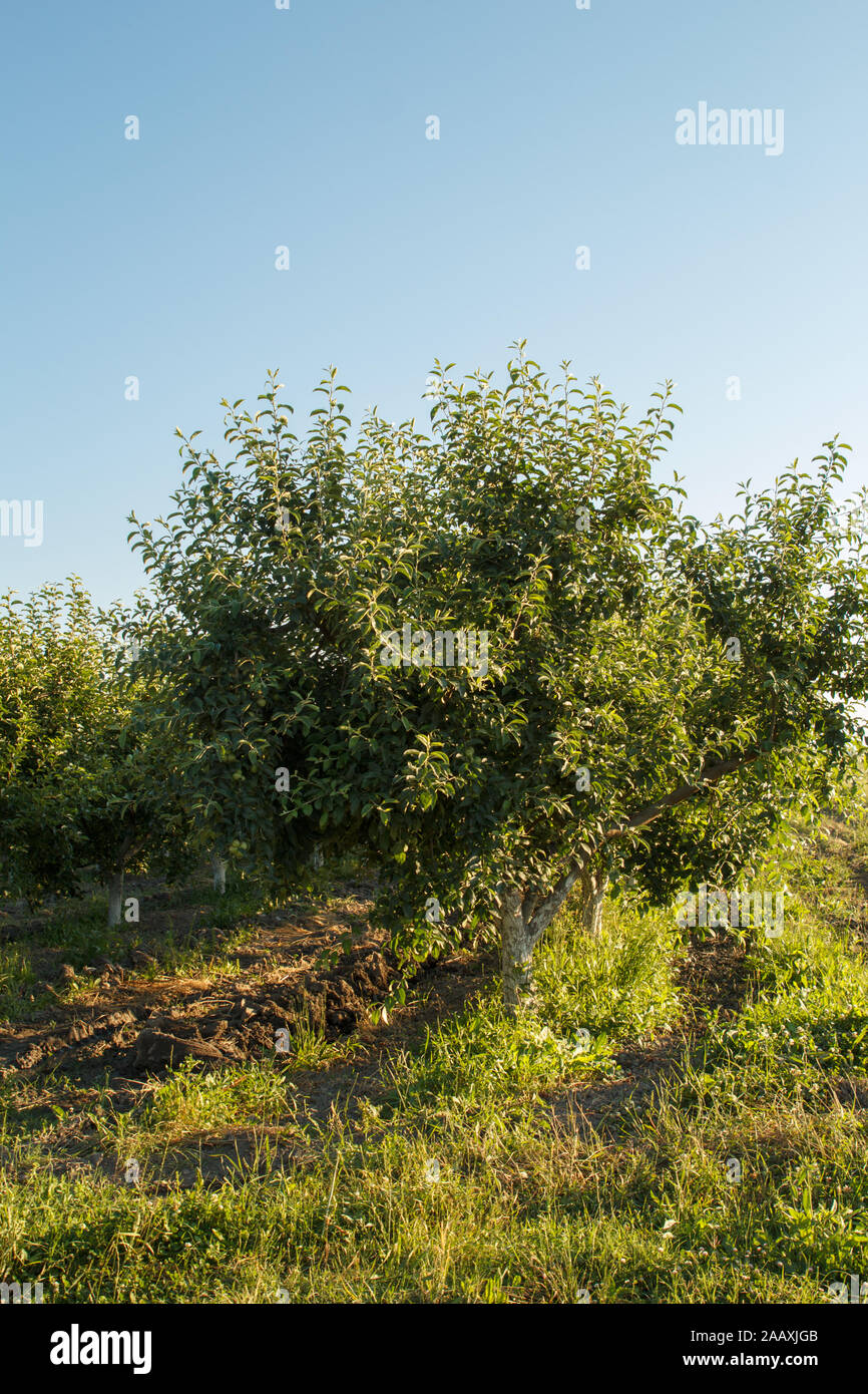 Apfelgarten im Grünen Stockfoto