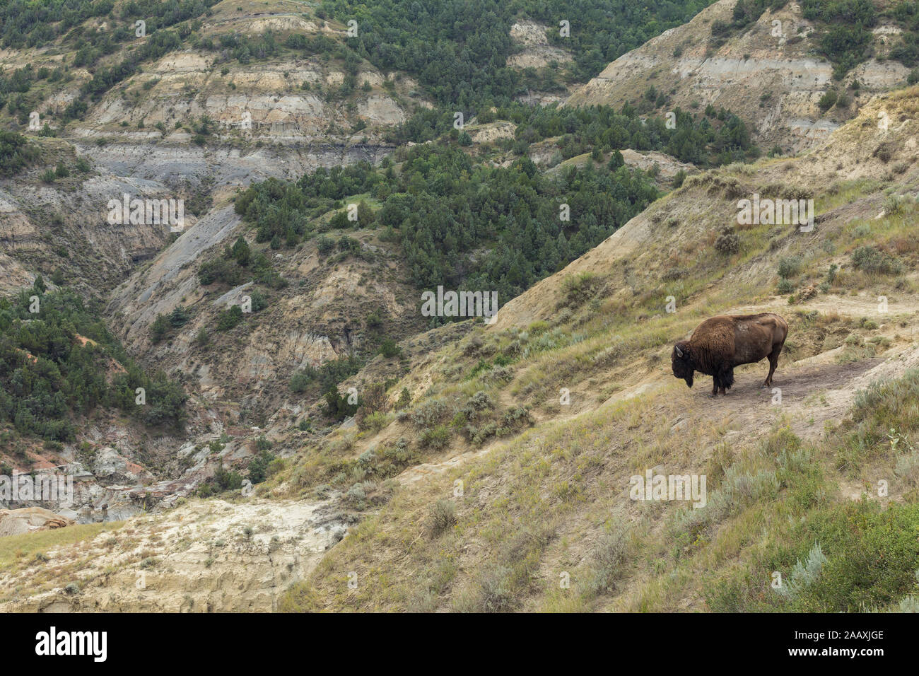 Ein Büffel in die Badlands von North Dakota Stockfoto