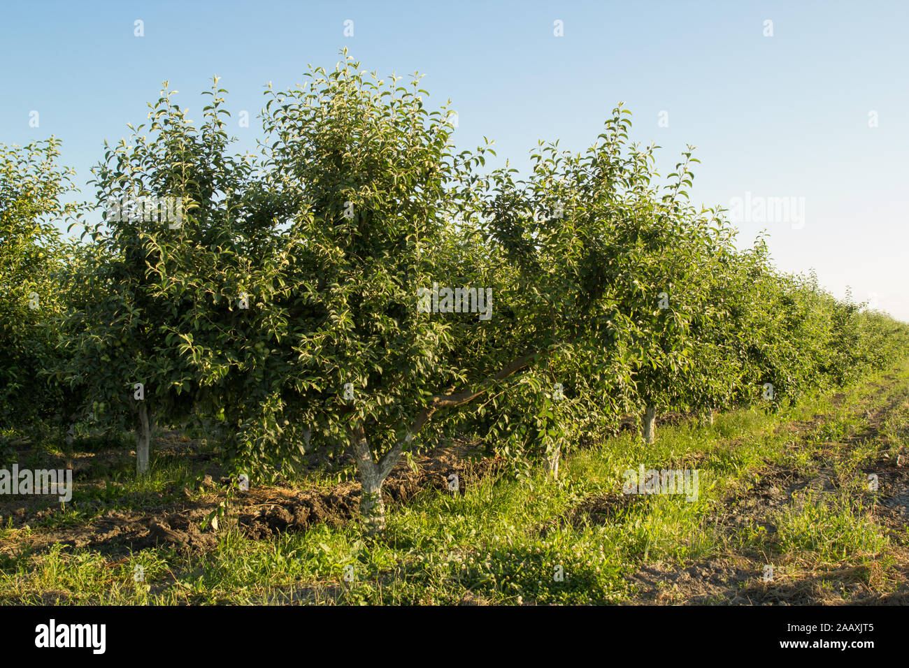 Apfelgarten im Grünen Stockfoto