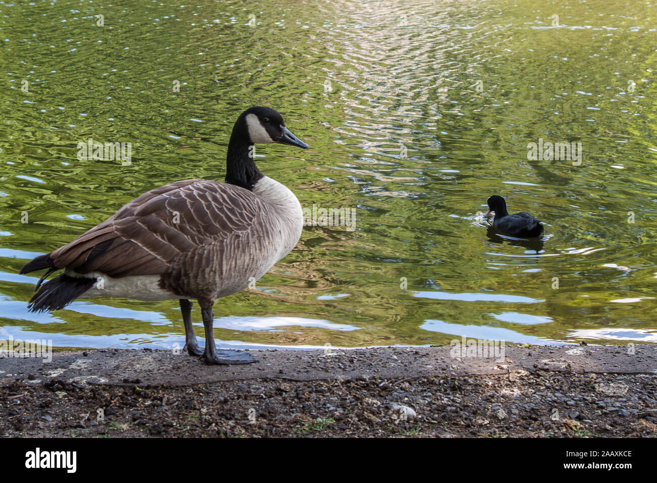 Kanadische Gans steht am Ufer des Sees Stockfoto