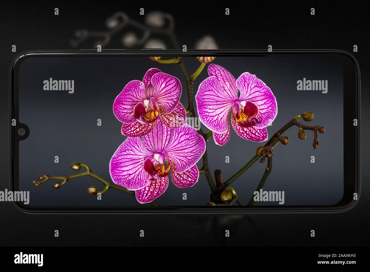 Lila Orchideen im Rahmen eines Handy als Foto. Das Konzept einer Blume Foto. Stockfoto