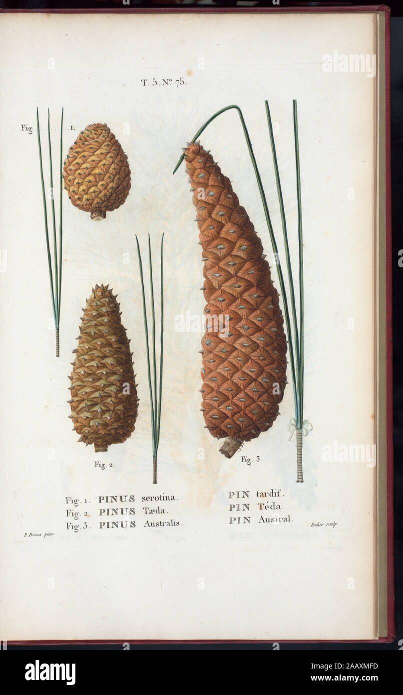 Abb. 1 Pinus serotina-Pin tardif (Teich Kiefer) Abb. 2 Pinus taeda-Pin téda (Loblolly Pine) Abb. 3 Pinus Australis-Pi Austral (Longleaf Kiefer) "Rédigé par Mm. Veillard, Jaume-Saint-Hilaire, Mirbel, Poiret, et par M. Loiseleur-Deslongchamps continuâe." Vol. 1 engr. t.p. und halb-Titel. Vol.2 hat edition Erklärung: Nouv. Âed., augm.de plus de moitié pour le Nombre des espáeces... avec des Zahlen d'après les Dessins de P.-J. Redouté... Vol.2-5 haben Impressum: Paris: Michel. Vol.5 Titel: Nouveau Duhamel, ou, "Traité des Arbres et arbustes que l'on cultive en France/rédigé par G.- Stockfoto