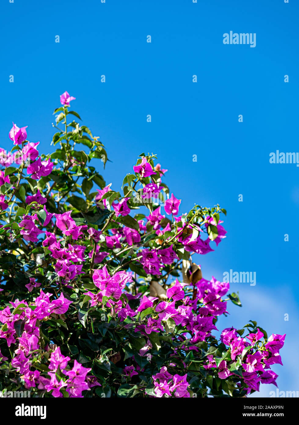 Eine Sammlung von lila Blüten mit einem blauen Himmel Hintergrund Stockfoto