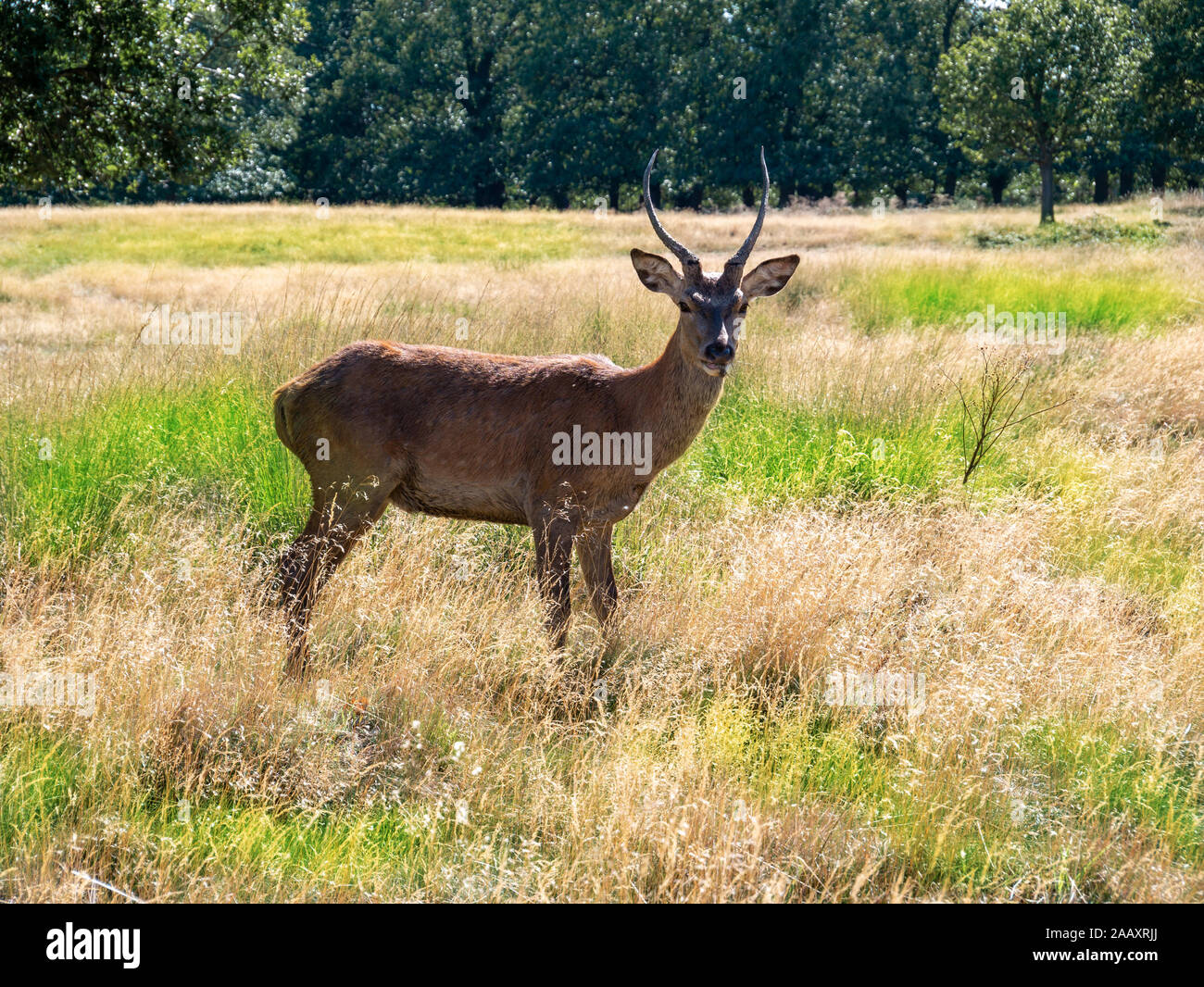 Schöne braune Rotwild auf der grünen Wiese voller Gras im Freien in einem Londoner Park Stockfoto