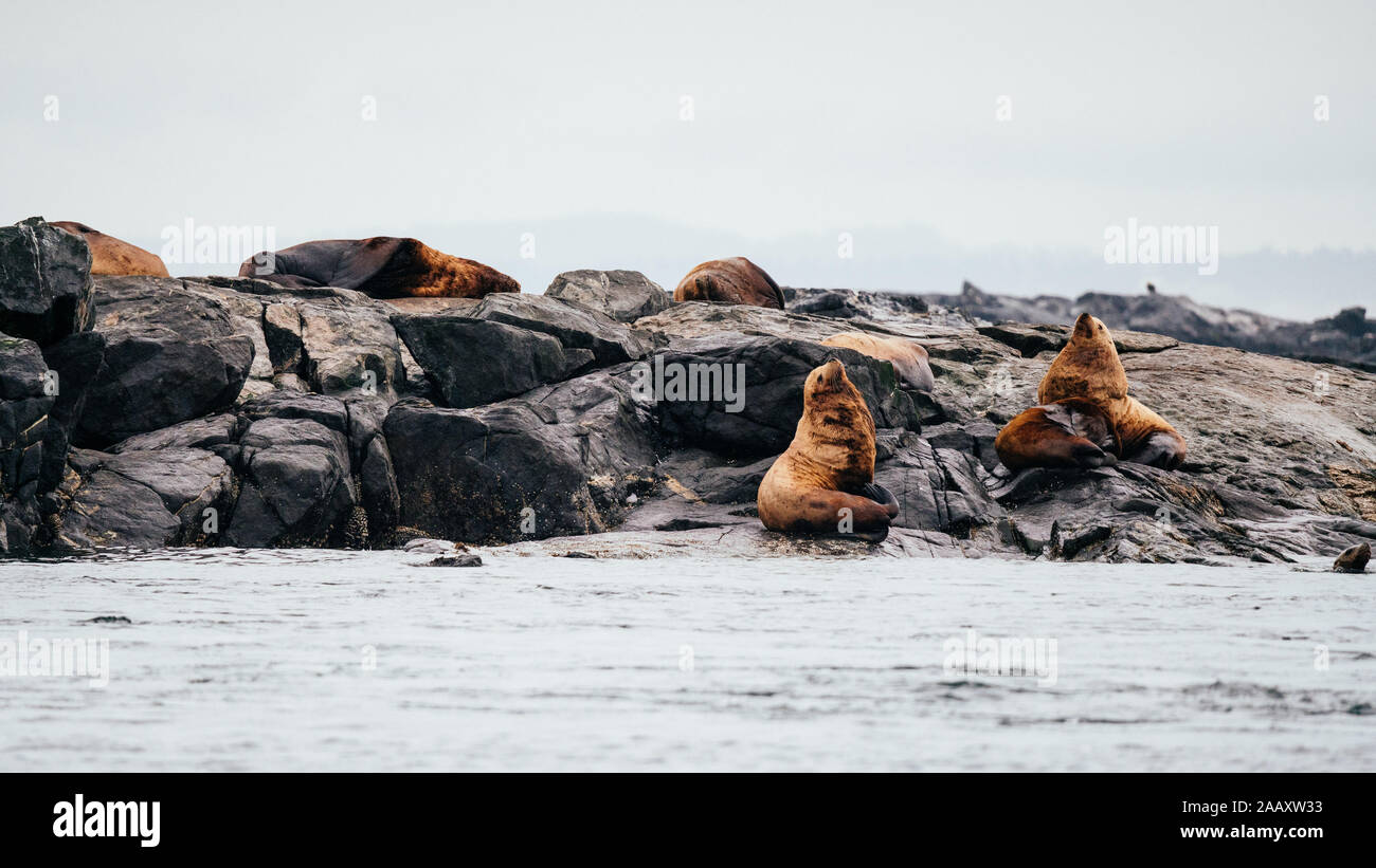 Seelöwen auf den Felsen an der Victoria Bay, Vancouver Island, British Columbia, Kanada Stockfoto