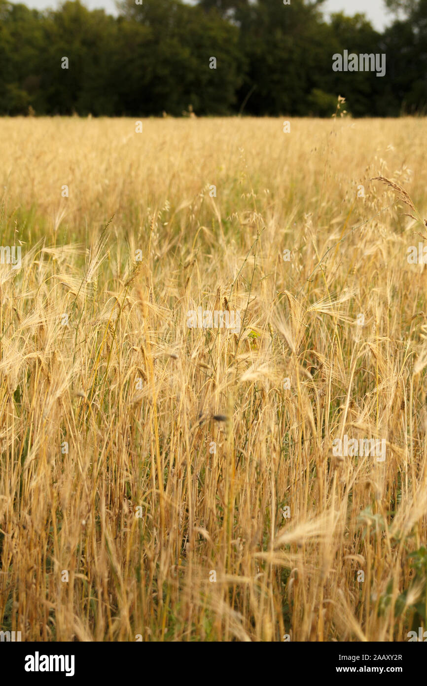 Weizenstängel und Weizenohren im Weizenfeld im ländlichen Raum. Landwirtschaft. Weizenkörner. Ernte Stockfoto