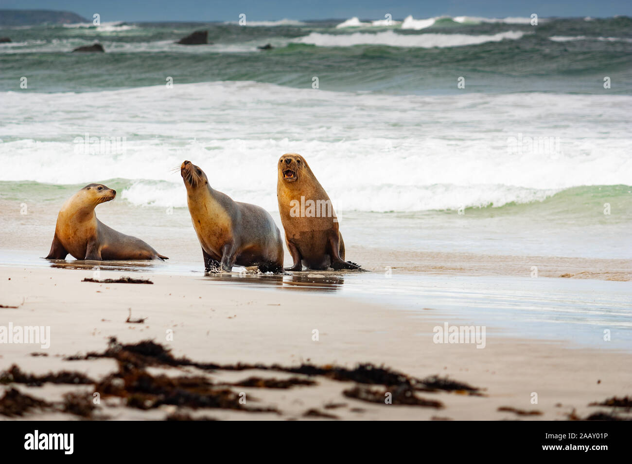 Sea Lion am Seal Bay auf Kangaroo Island Australien Stockfoto