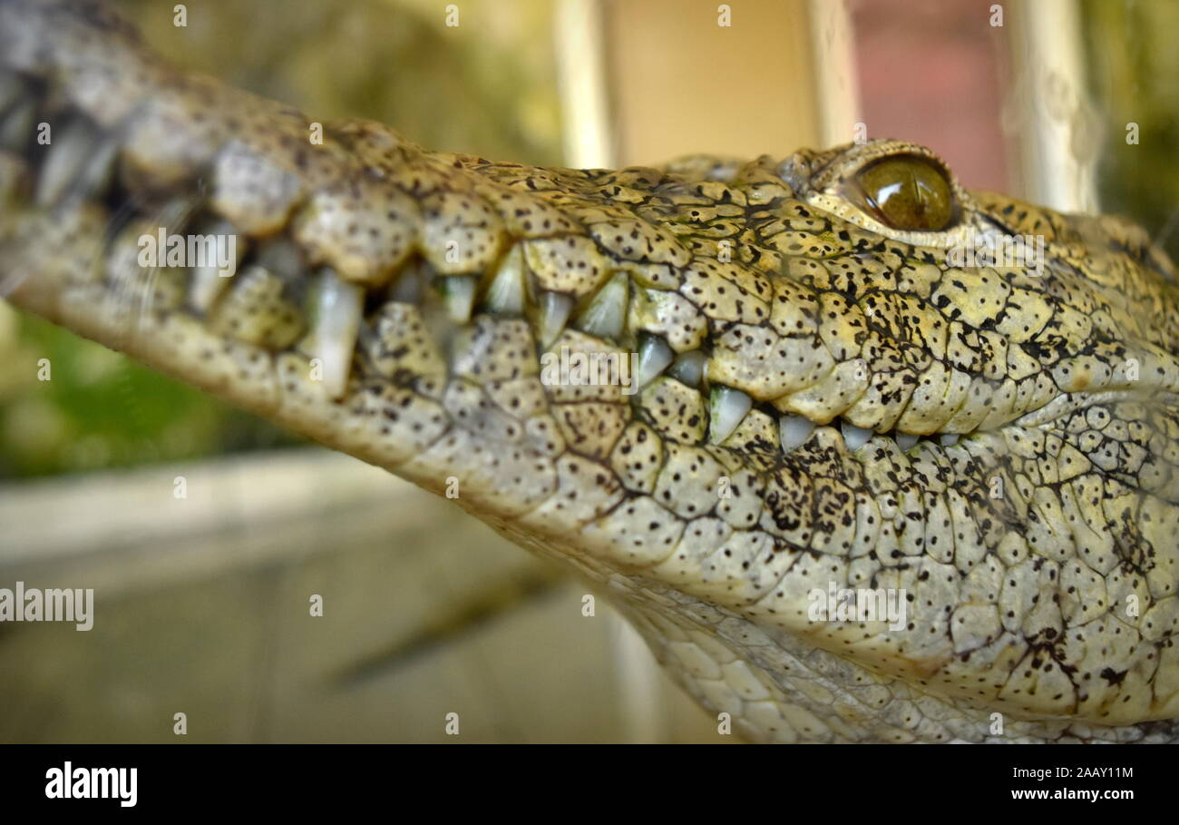 Caiman alligator Face Close-up mit einem Lächeln auf den Lippen und Zähne Stockfoto