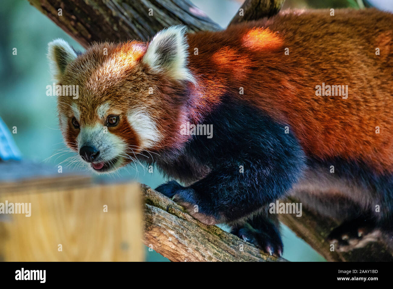 Roter Panda Bambus Stockfotos und -bilder Kaufen - Alamy
