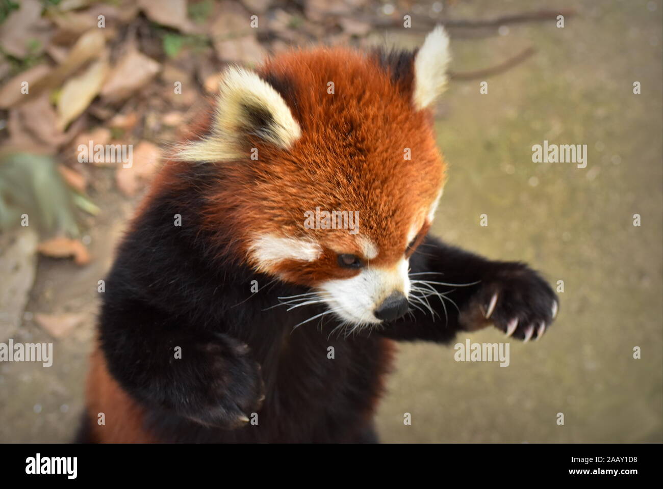 Süßer roter panda -Fotos und -Bildmaterial in hoher Auflösung – Alamy