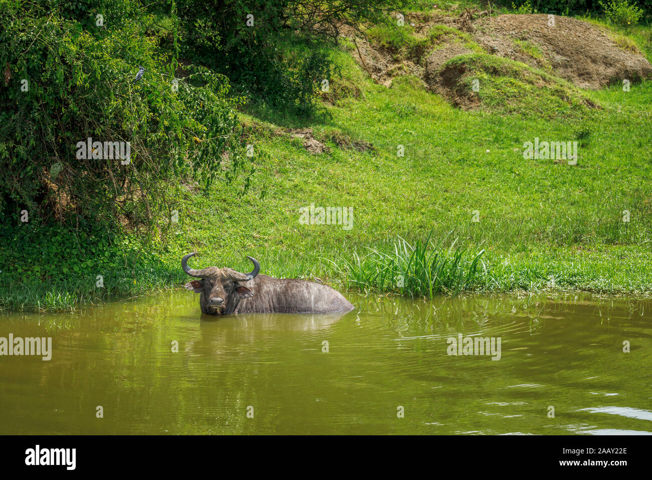 Afrikanische Büffel, Syncerus caffer, schwelgt in Wasser in der Kazinga Kanal von Lake Edward im Queen Elizabeth National Park, Uganda Stockfoto