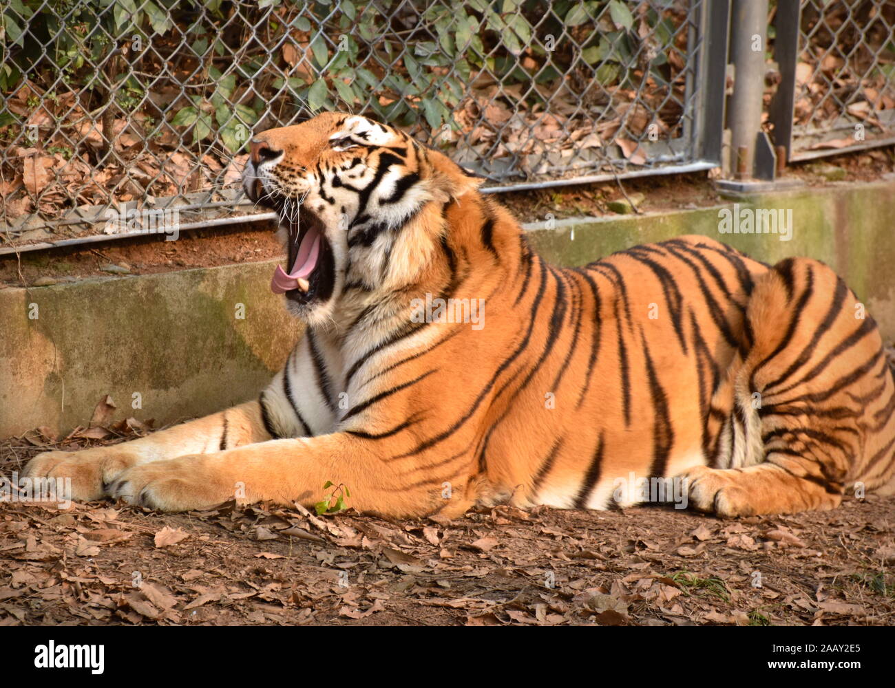 Tiger liegend durch Zaun gähnen mit Mund weit geöffnet Stockfoto