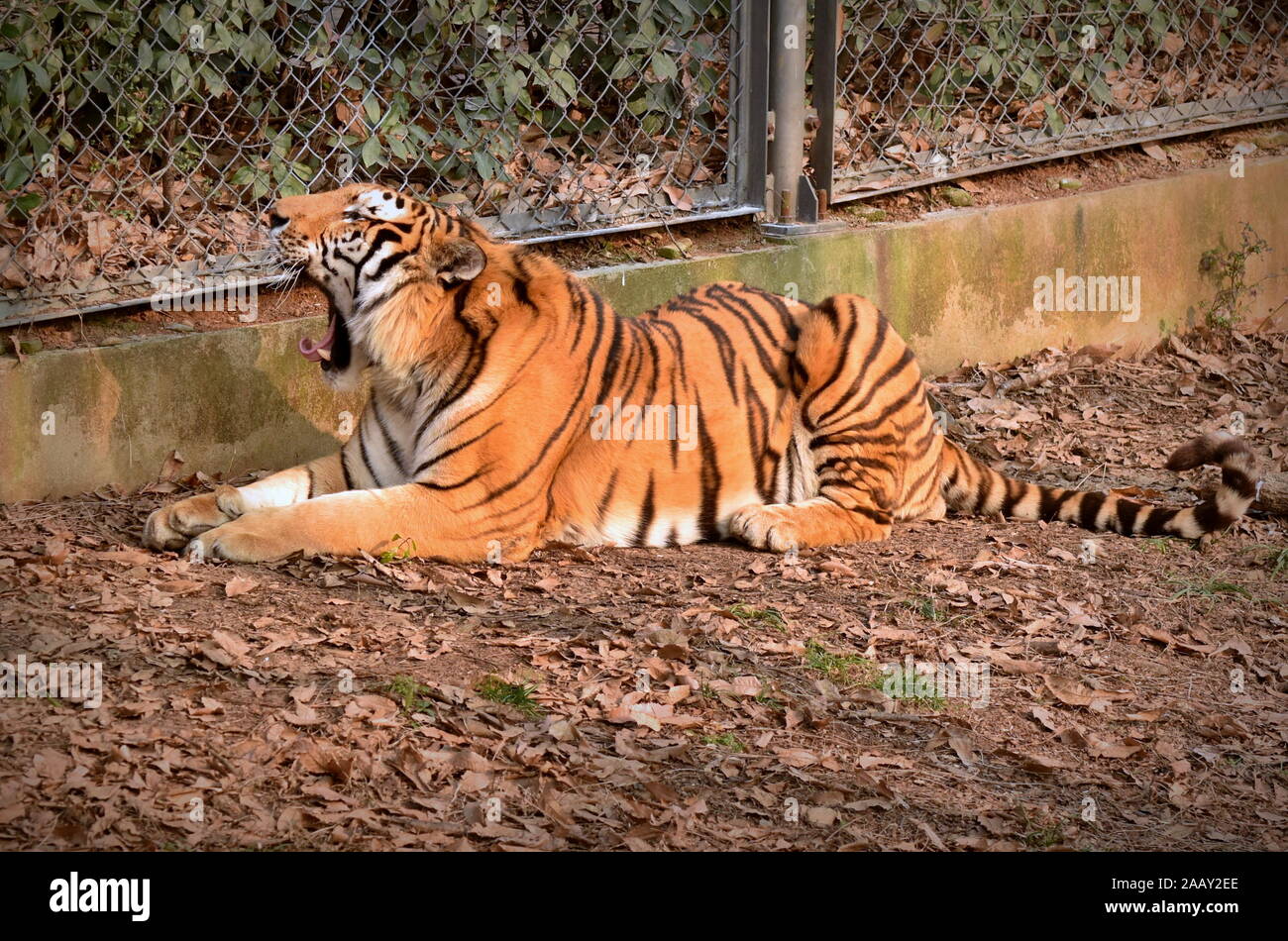 Tiger brüllender liegend mit Mund weit geöffnet Stockfoto