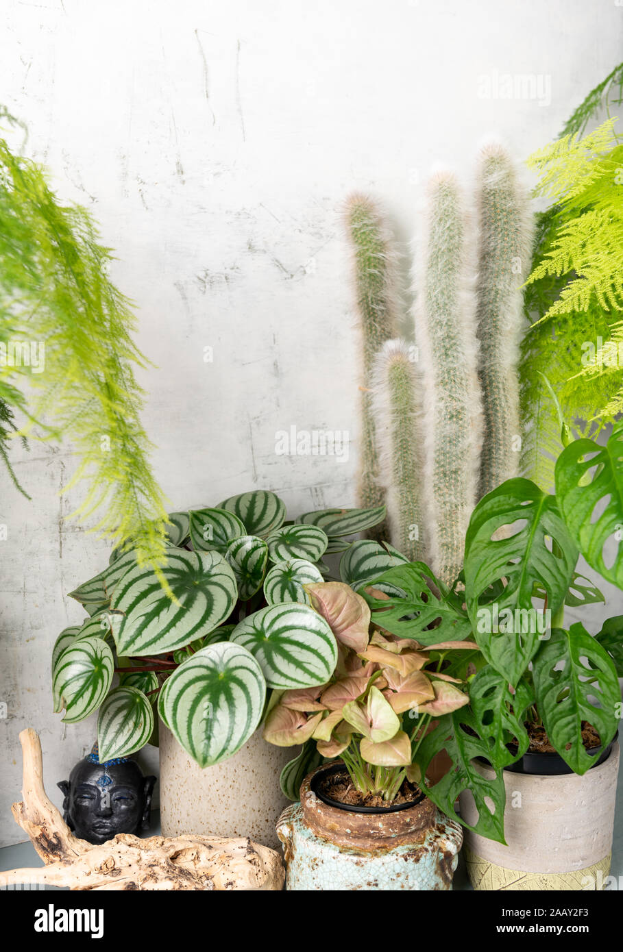 Seltene tropische Pflanzen Anordnung in einem Innenraum Stockfotografie -  Alamy