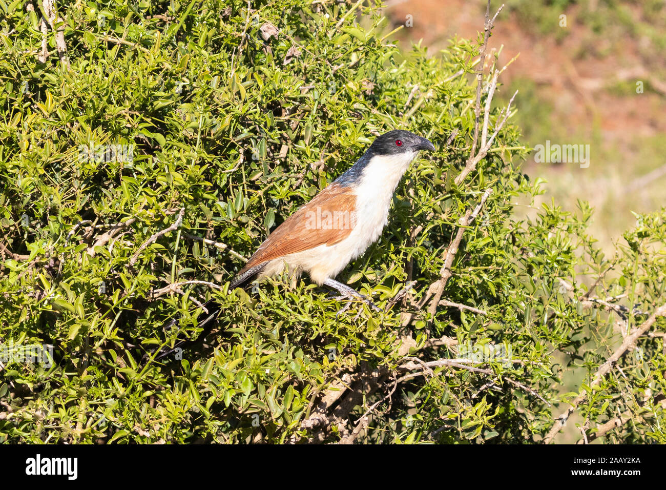 Burchells Coucal (Centropus burchelli) lokal bekannt als Rainbird in einem Busch gehockt, Eastern Cape, Südafrika Stockfoto