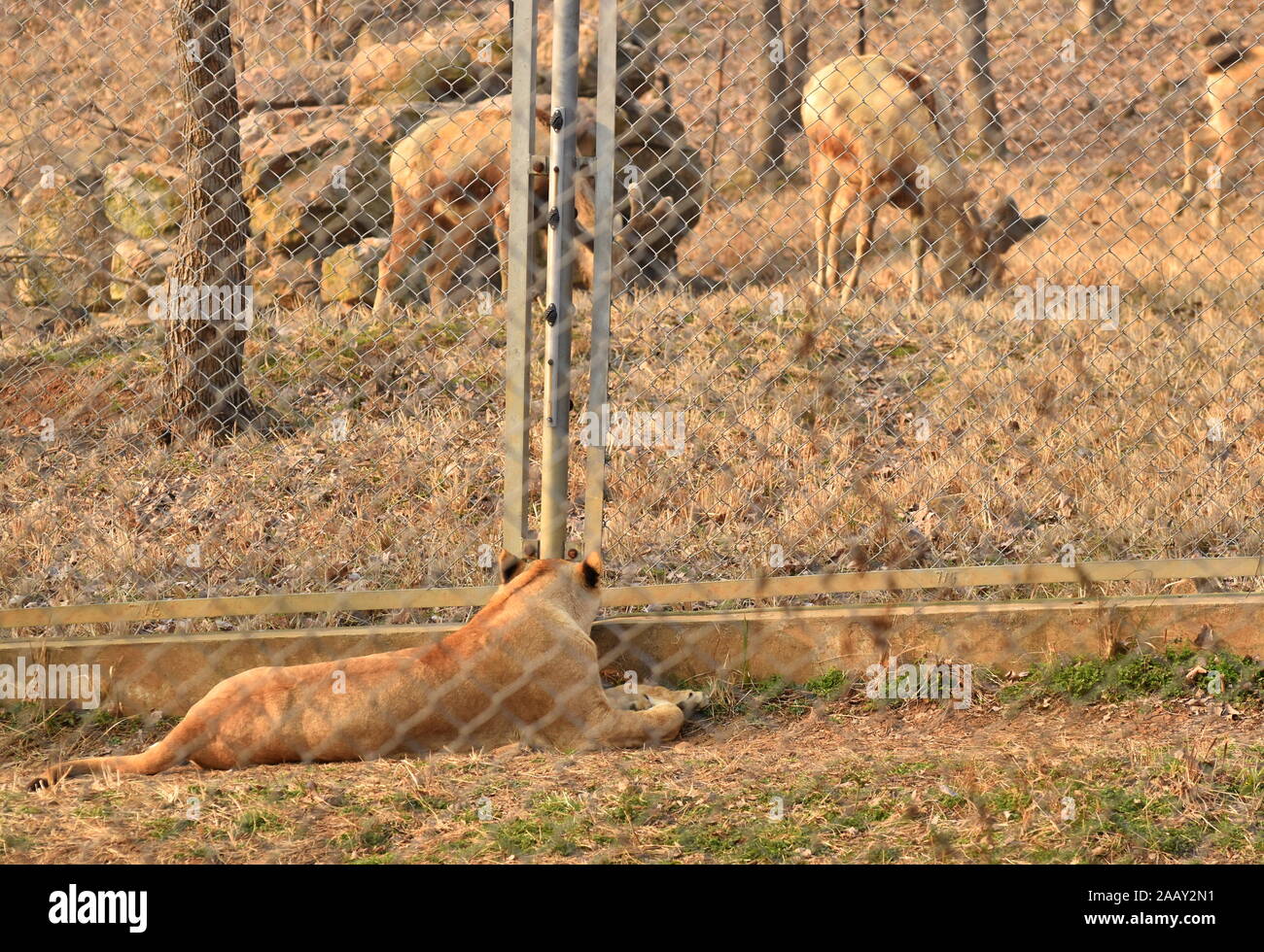 Löwin sieht auf Rotwild durch einen Zaun Stockfoto