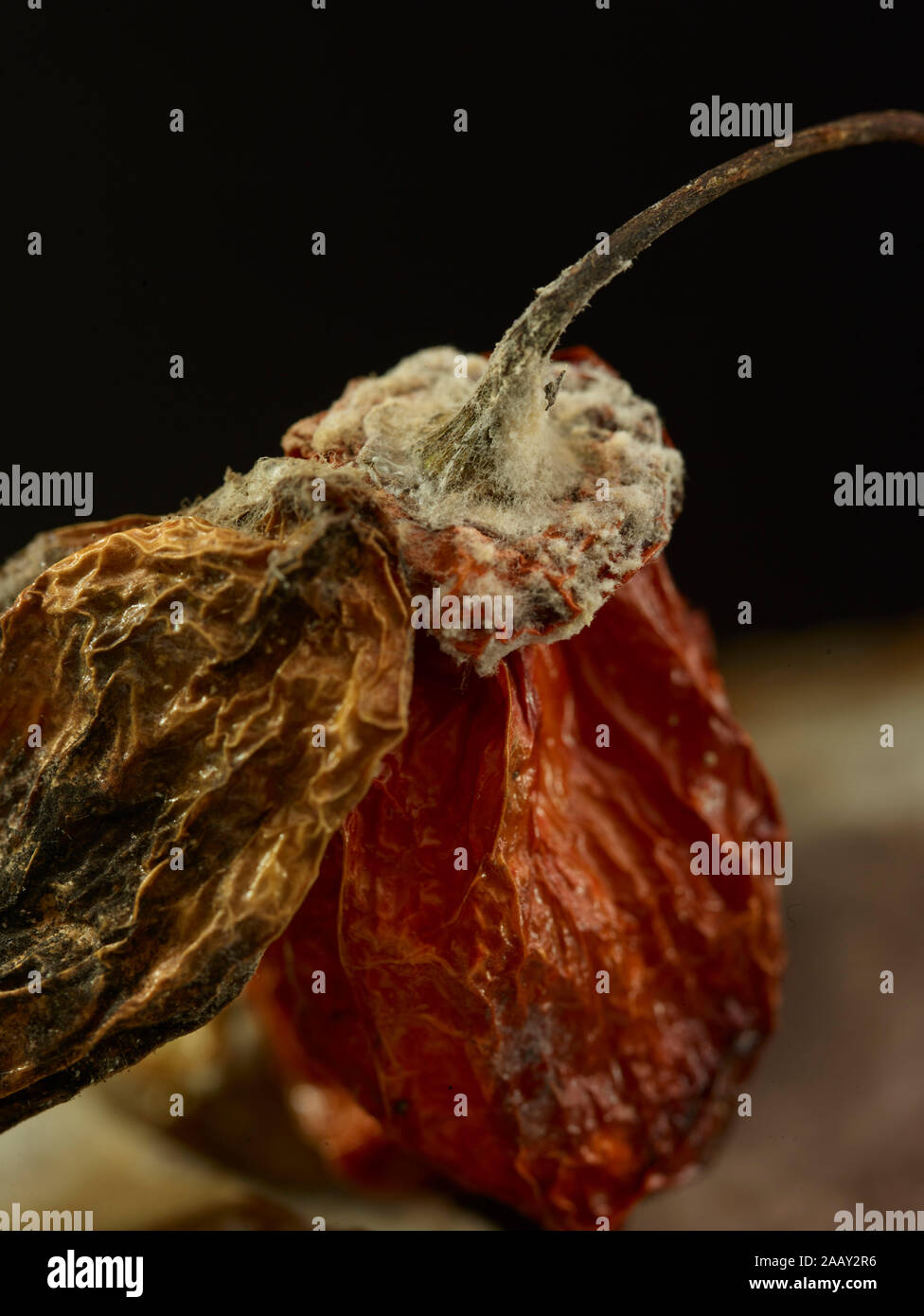 Close up Scotch Bonnet pepper Essen portrait Foto Stockfoto