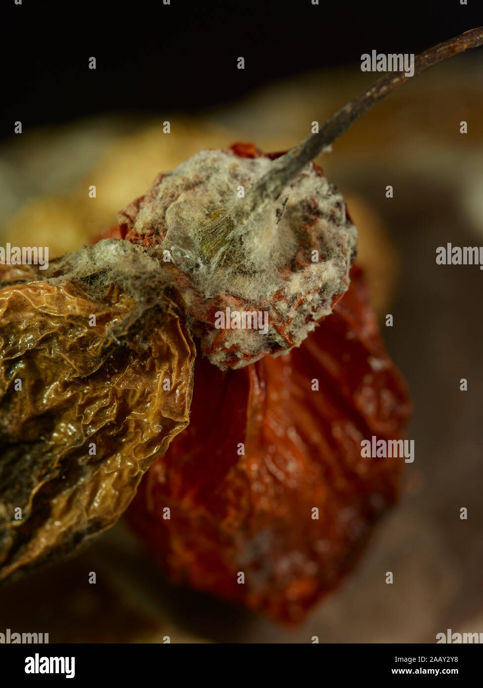 Close up Scotch Bonnet pepper Essen portrait Foto Stockfoto