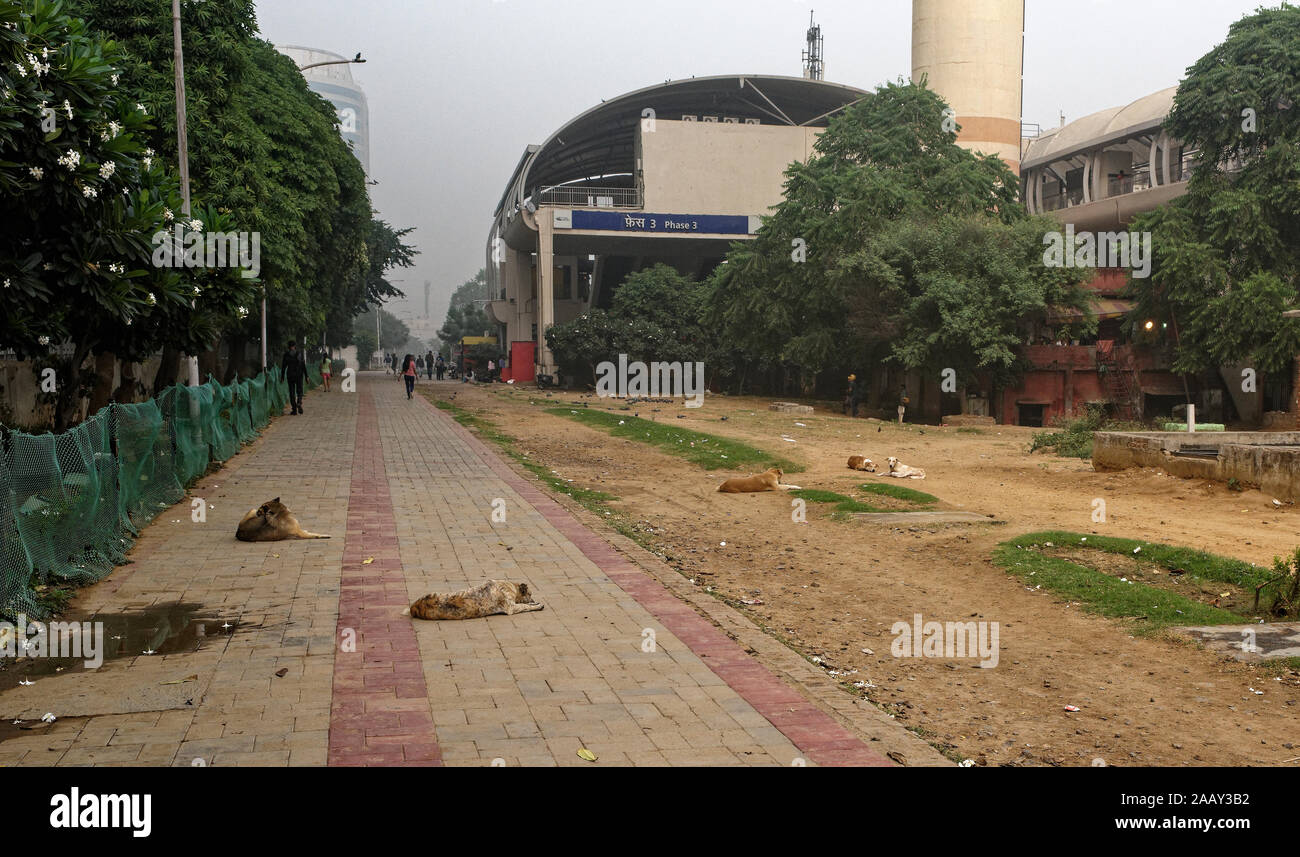 Schlafende Hunde auf einem Stück Brachland nähert sich der Sektor 3 schnelle U-Bahn Station in Gurgaon, Haryana, Indien Stockfoto