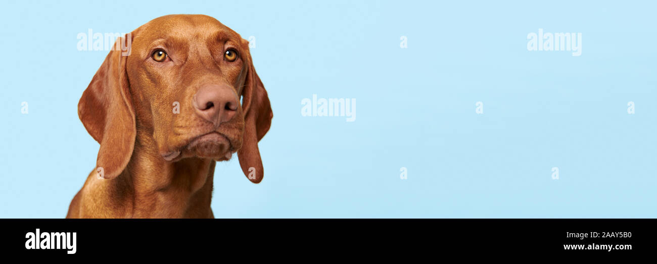 Süße Ungarische Vizsla Welpen studio Portrait. Hund suchen in die Kamera headshot über blauen Hintergrund Banner. Stockfoto