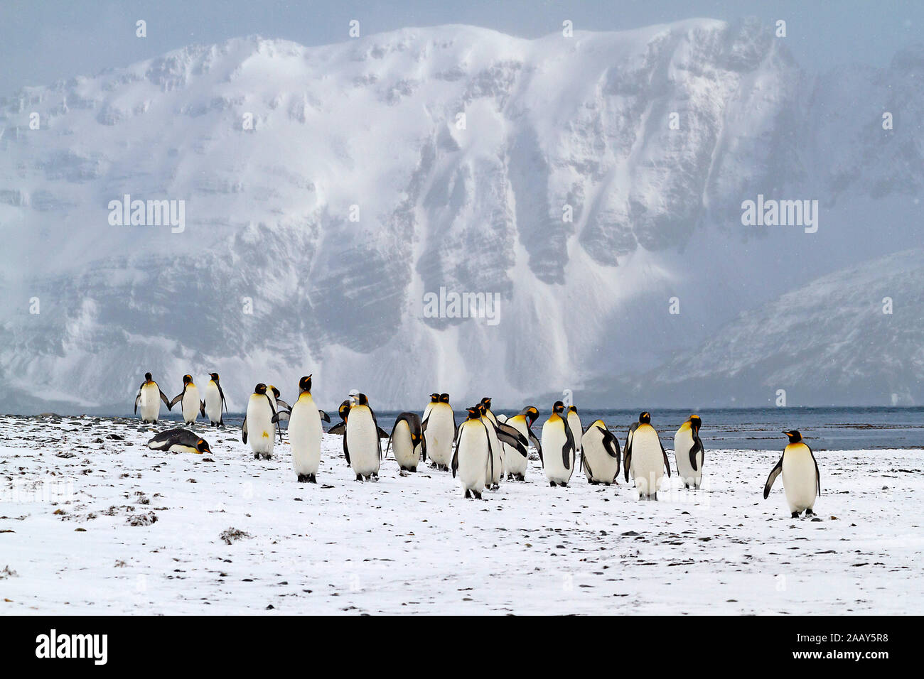 Koenigspinguine - Suedgeorgien - Antarktis Stockfoto