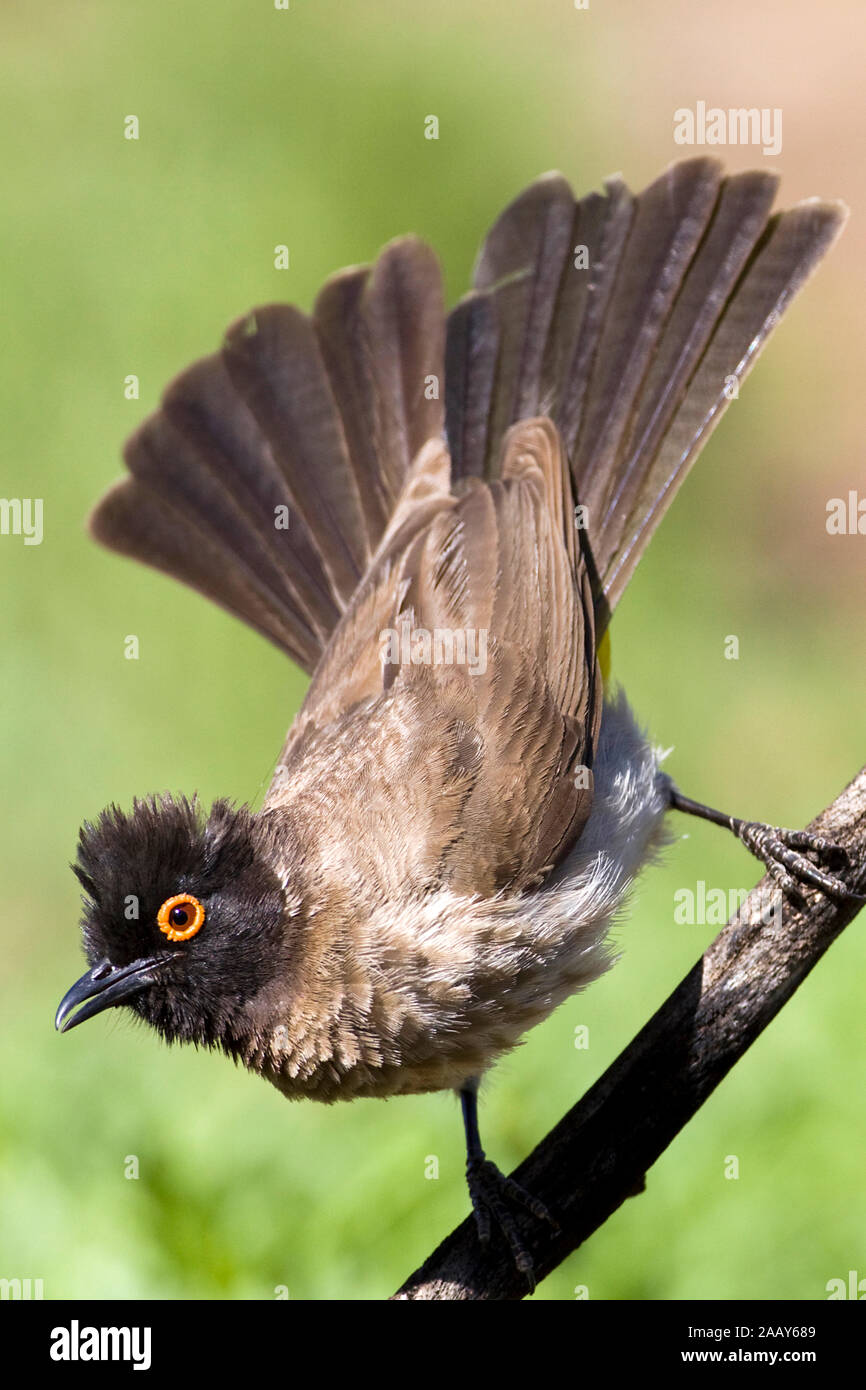 | Maskenbuelbuel Pycnonotus nigricans - Red Eyed Bulbul in der Naehe der Wasserstelle Farm Ondekaremba, Namibia Stockfoto