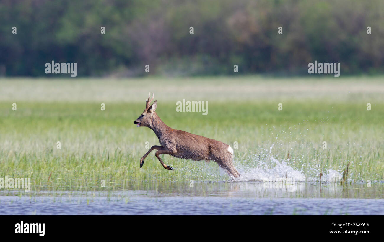 Rehbock in Überschwemmter Wiese Stockfoto