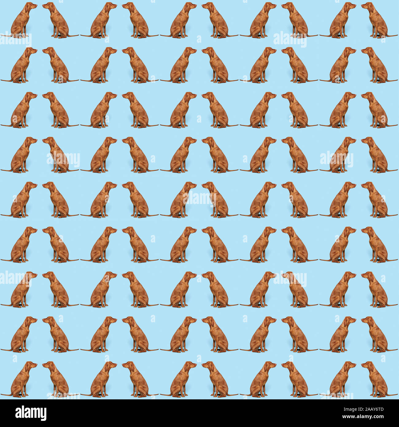 Nahtlose Ungarische Vizsla hund Muster Wall Art Hund pattern Design pastell-blaue Tapete. Stockfoto