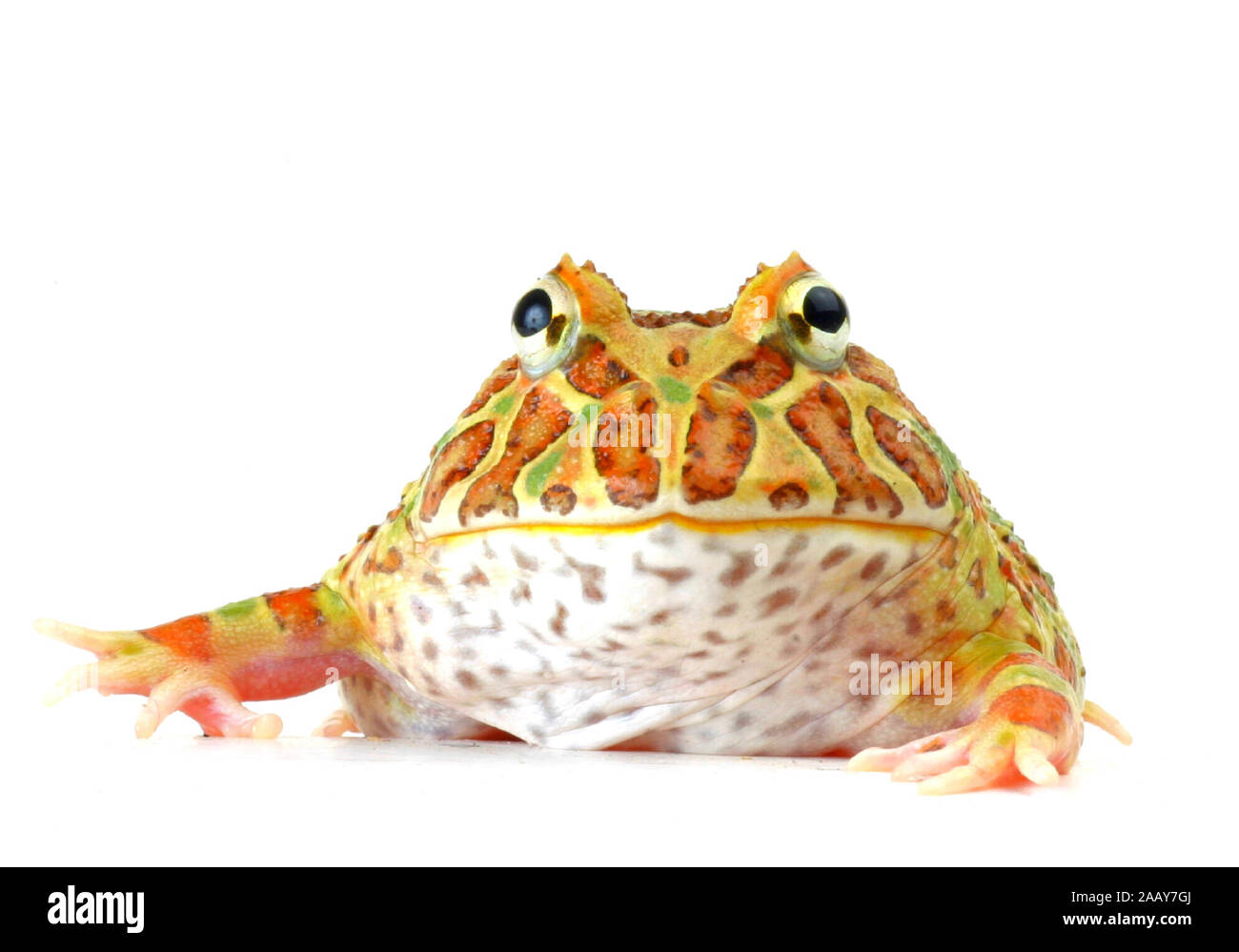 Schmuckhornfrosch (Ceratophrys ornata), Portraet, Freisteller. | Argentinische horned Frog, Pacman frog (Ceratophrys ornata), Porträt, ausgeschnitten. | BLW Stockfoto