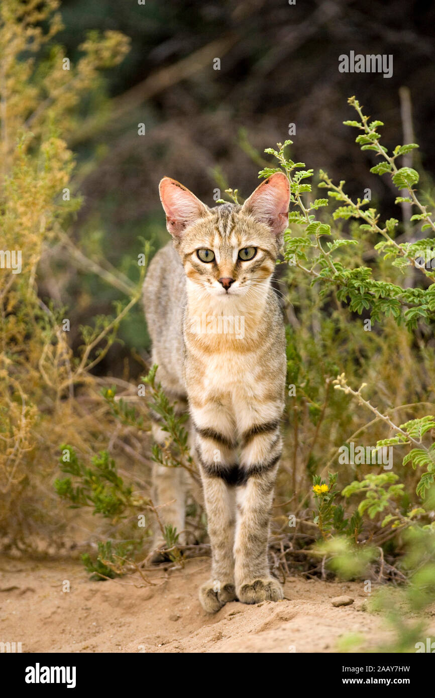 Afrikanische Wildkatze | Falbkatze - Felis lybica - afrikanische Wildkatze Wildkatze Falbkatze Kalahari Suedafrikla; Stockfoto