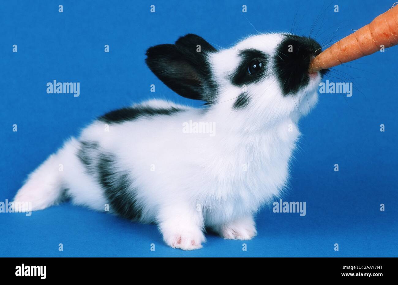 Haus-Kaninchen, Hauskaninchen (Oryctolagus cuniculus f. domestica), frisst eine Moehre, Karotte | Hauskaninchen (Oryctolagus cuniculus f. domestica), Stockfoto