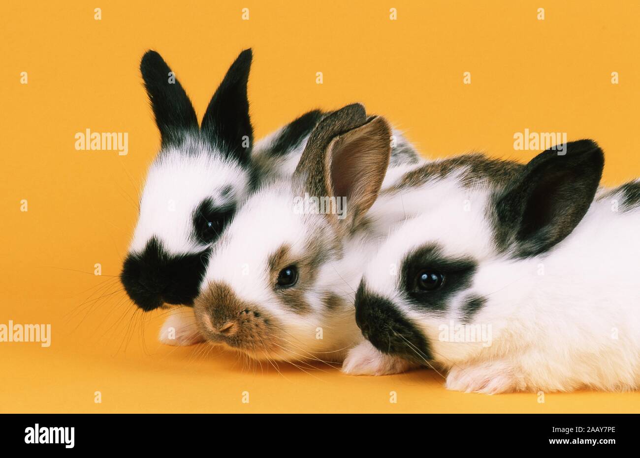 Haus-Kaninchen, Hauskaninchen (Oryctolagus cuniculus f. domestica), drei Tiere nebeneinander | Hauskaninchen (Oryctolagus cuniculus f. domestica), t Stockfoto