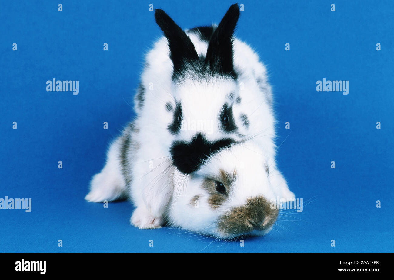 Haus-Kaninchen, Hauskaninchen (Oryctolagus cuniculus f. domestica), Kopulationsversuch | Hauskaninchen (Oryctolagus cuniculus f. domestica), copulat Stockfoto