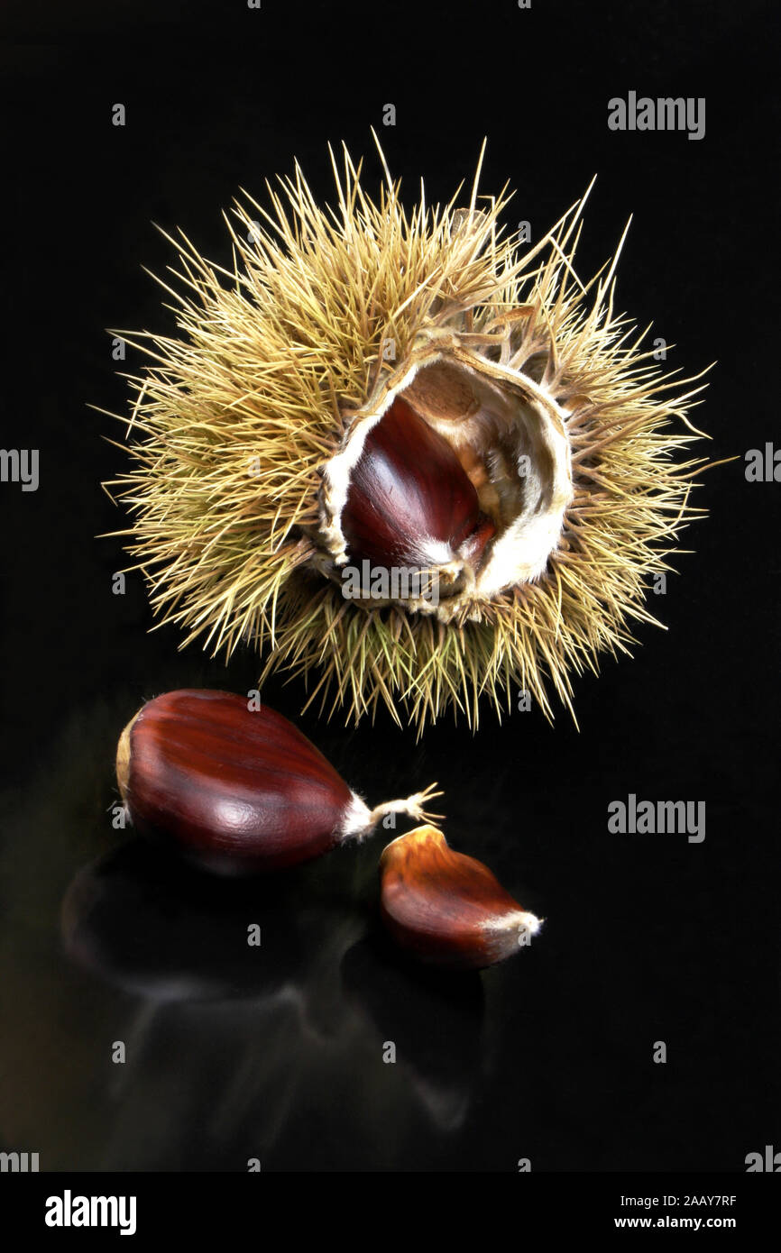 Esskastanie, Edelkastanie, echte, essbare Kastanie, Marone, Maroni Kastanie (Castanea sativa), Nuesse und Kapseln | Edelkastanie (Castanea sativa), Stockfoto