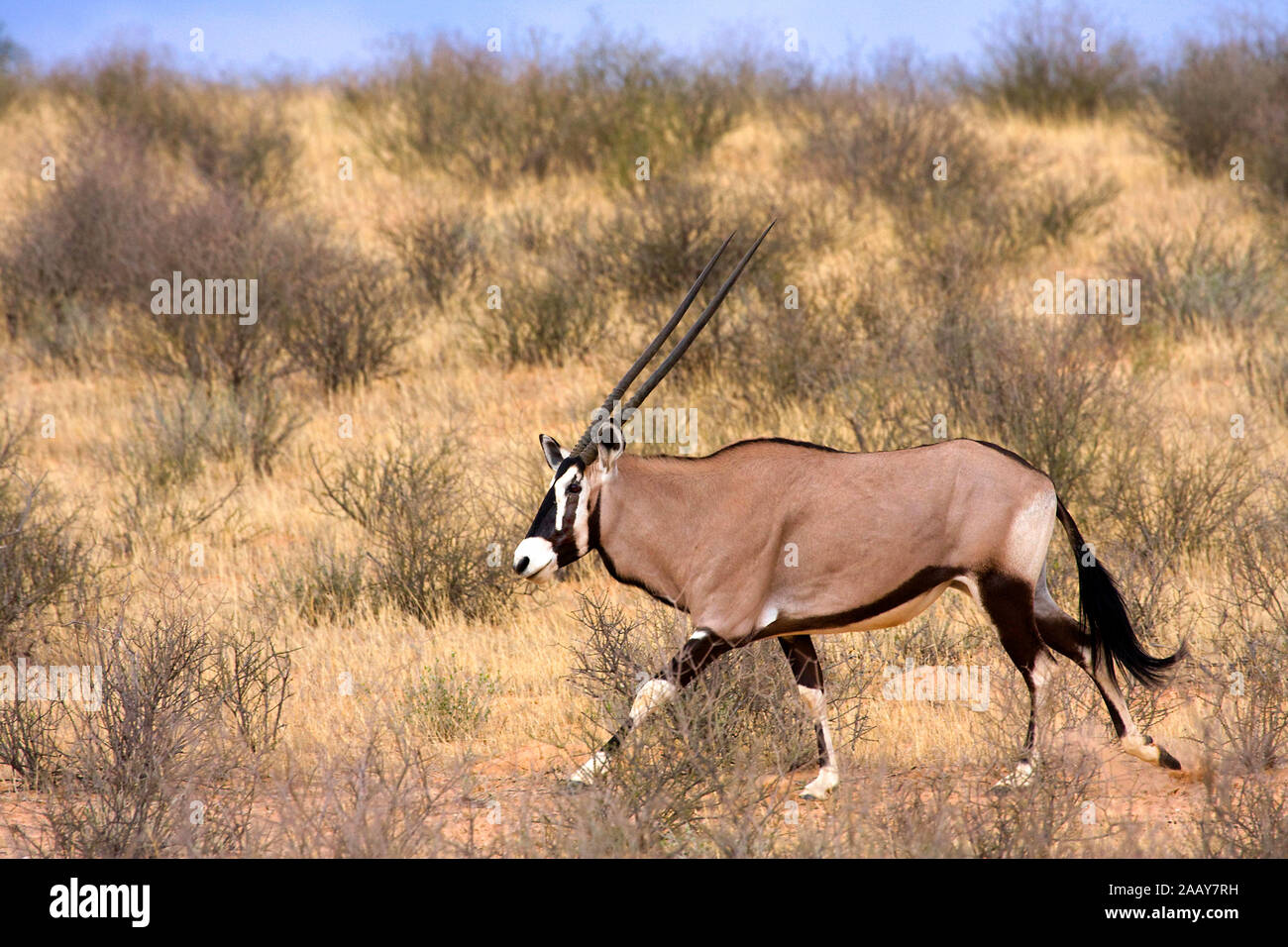 Spiessbock | Oryx gazella g. - Oryx Oryx Spiessbock Maennchen laufend Kalahari Gemsbock NP, Suedafrika Stockfoto
