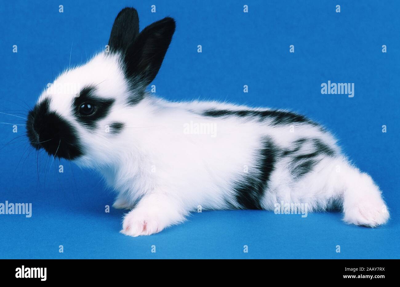 Haus-Kaninchen, Hauskaninchen (Oryctolagus cuniculus f. domestica) | Hauskaninchen (Oryctolagus cuniculus f. domestica) | BLWS 019669.jpg [(c) Blick Stockfoto