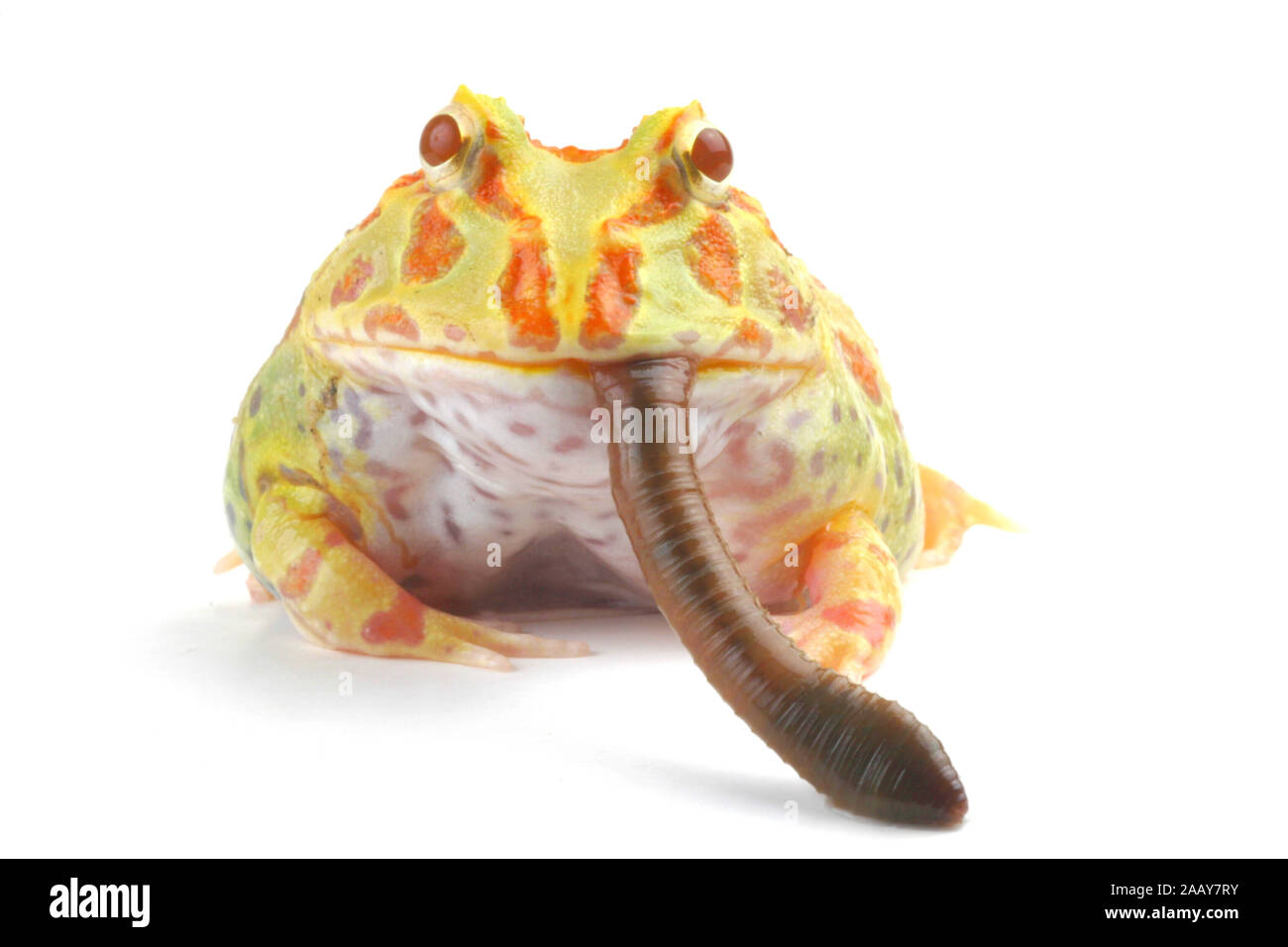 Schmuckhornfrosch (Ceratophrys ornata, Lumbricus terrestris), verschlingt einen Regenwurrm oder Tauwurm, Serie 9 von 10. | Argentinische horned Frog, pacm Stockfoto