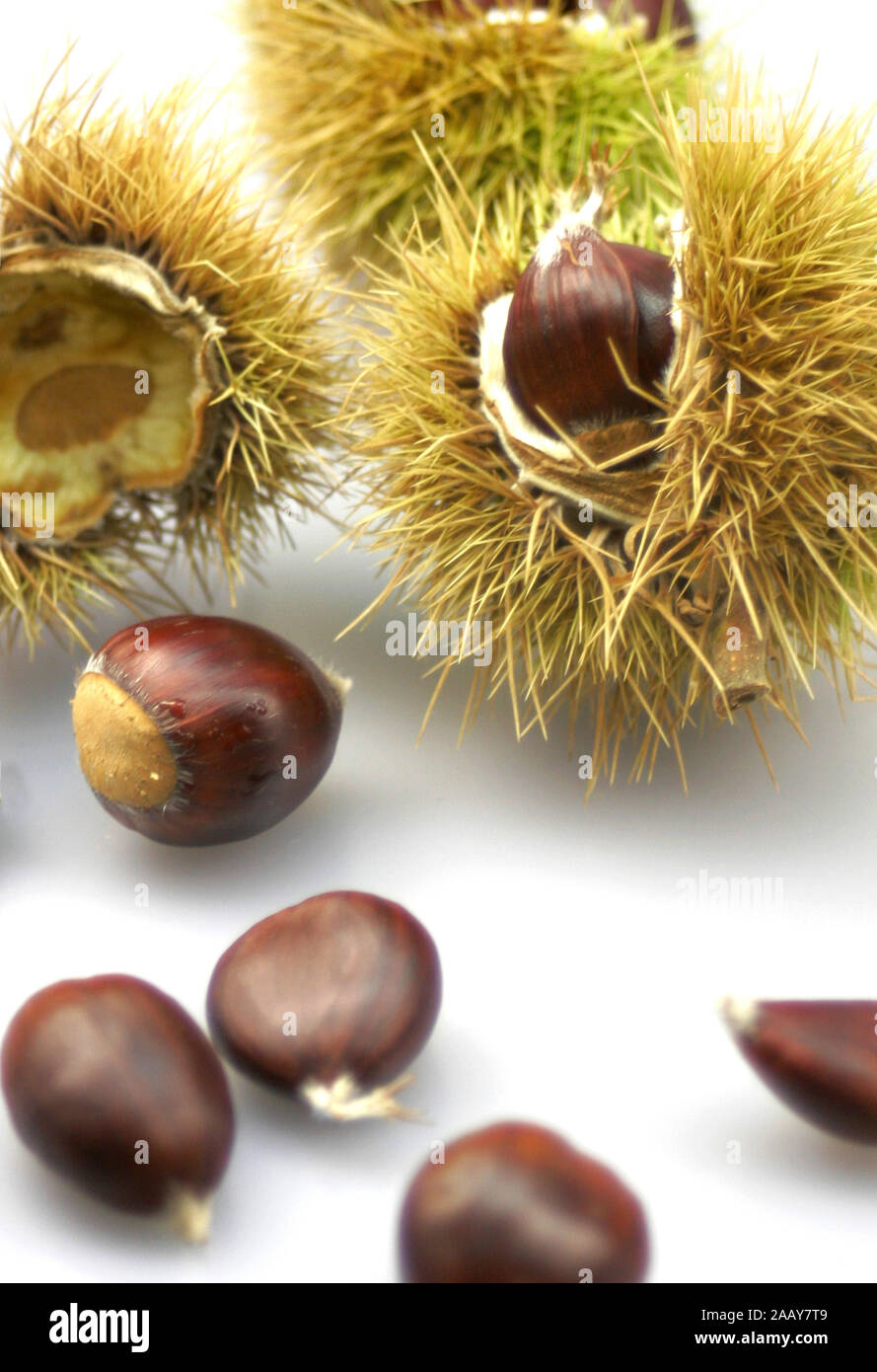 Esskastanie, Edelkastanie, echte, essbare Kastanie, Marone, Maroni Kastanie (Castanea sativa), Nuesse und Kapseln | Edelkastanie (Castanea sativa), Stockfoto