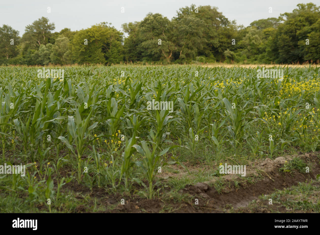 Maisfeld. Maispflanze. Landwirtschaft. Maisernte. Ernährung. Landwirtschaft. Öko-Lebensmittel. Ländliche Gegend. Stockfoto