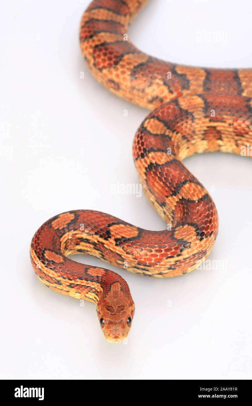 (Korn-Natter Kornnatter, Elaphe guttata) | corn snake (elaphe Guttata) | BLWS 027838.jpg [(c) Blickwinkel/fotototo Tel. +49 (0)2302-2793220, E-mail: i Stockfoto