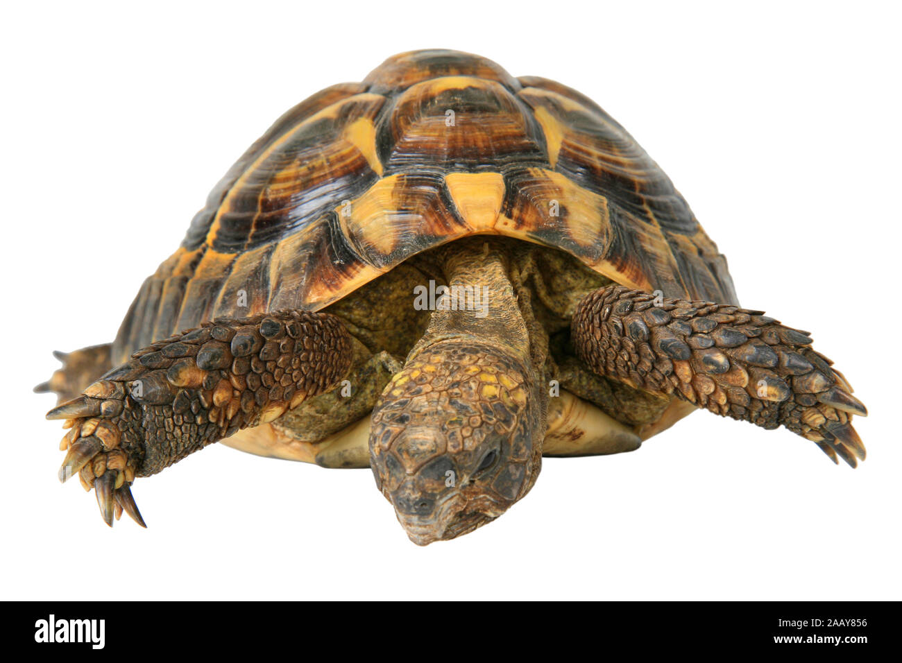 Boettgers Landschildkroete Landschildkroete, griechischen (Testudo hermanni boettgeri), Portraet | Hermanns Schildkröte, griechische Schildkröte, Boettgers tortois Stockfoto