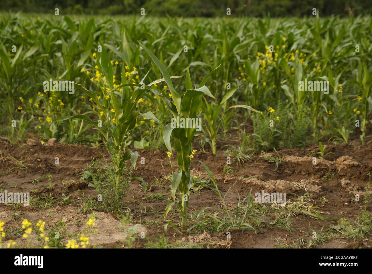 Maisfeld. Maispflanze. Landwirtschaft. Maisernte. Ernährung. Landwirtschaft. Öko-Lebensmittel. Ländliche Gegend. Stockfoto