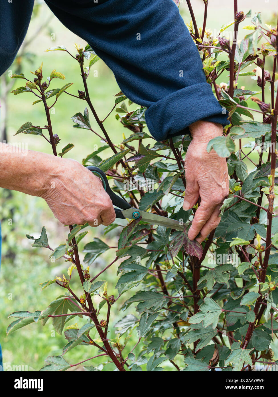 Frau Ernte Roselle (Hibiscus sabdariffa) verlässt. Stockfoto