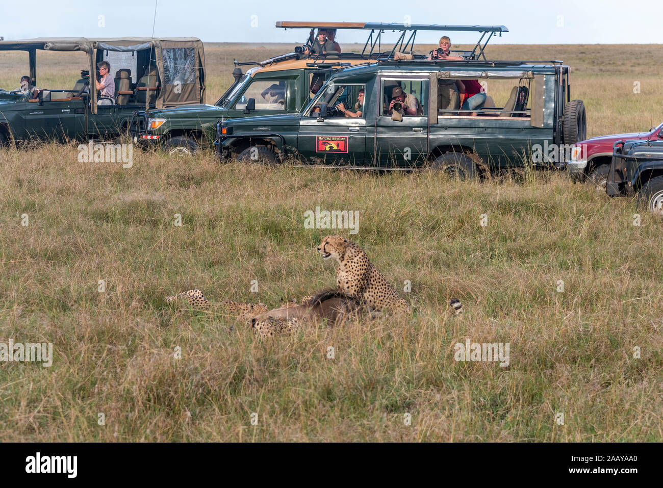 Touristen Geparden beobachten zu Fuß aufliegt und auf Gras aus dem Inneren sicheren Jeep während der Migration Saison in Masai Mara Stockfoto