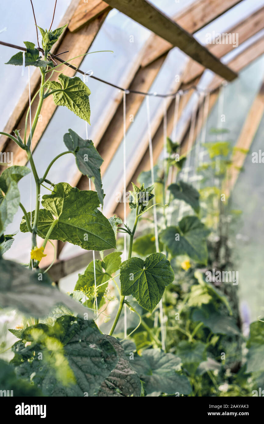 Gurken wachsen im grünen Haus, Gartenarbeit, lokale Landwirtschaft, Anbau eigener Lebensmittel Stockfoto