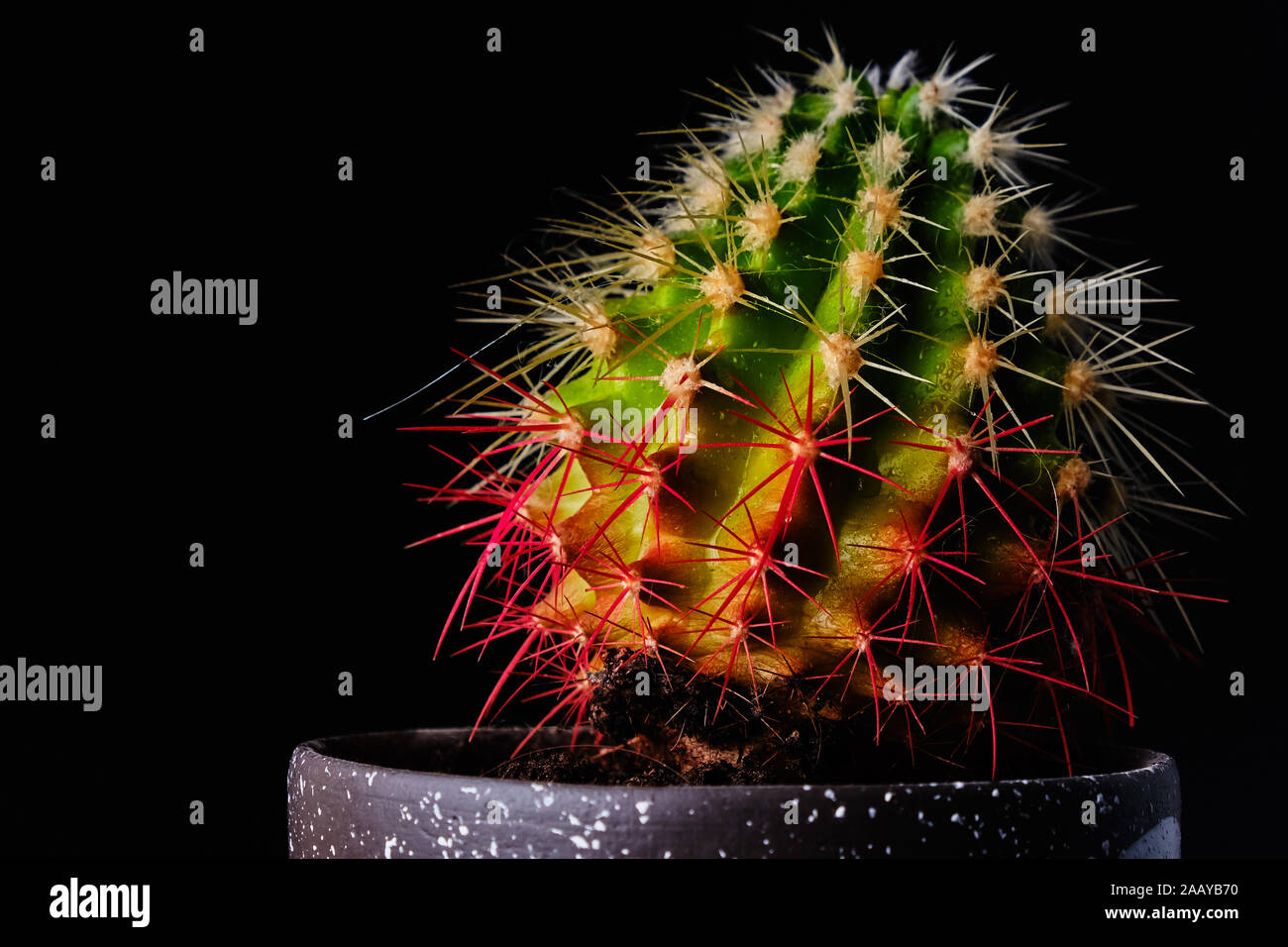 Wasser Tropfen Makro auf einem Kaktus im Ventana Canyon Stockfotografie -  Alamy