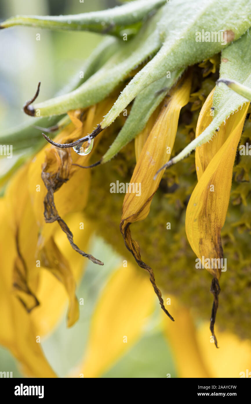Sommer verblasst hängenden Sonnenblumen Köpfe mit Regentropfen Stockfoto