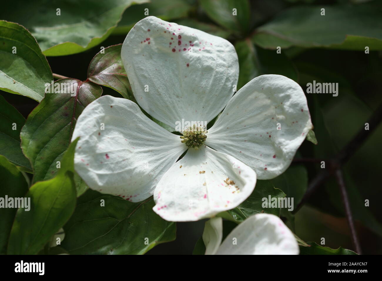 Offene Blüten eines Cornus x Venus Baum Stockfoto